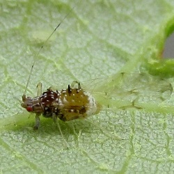 Drepanaphis acerifoliae